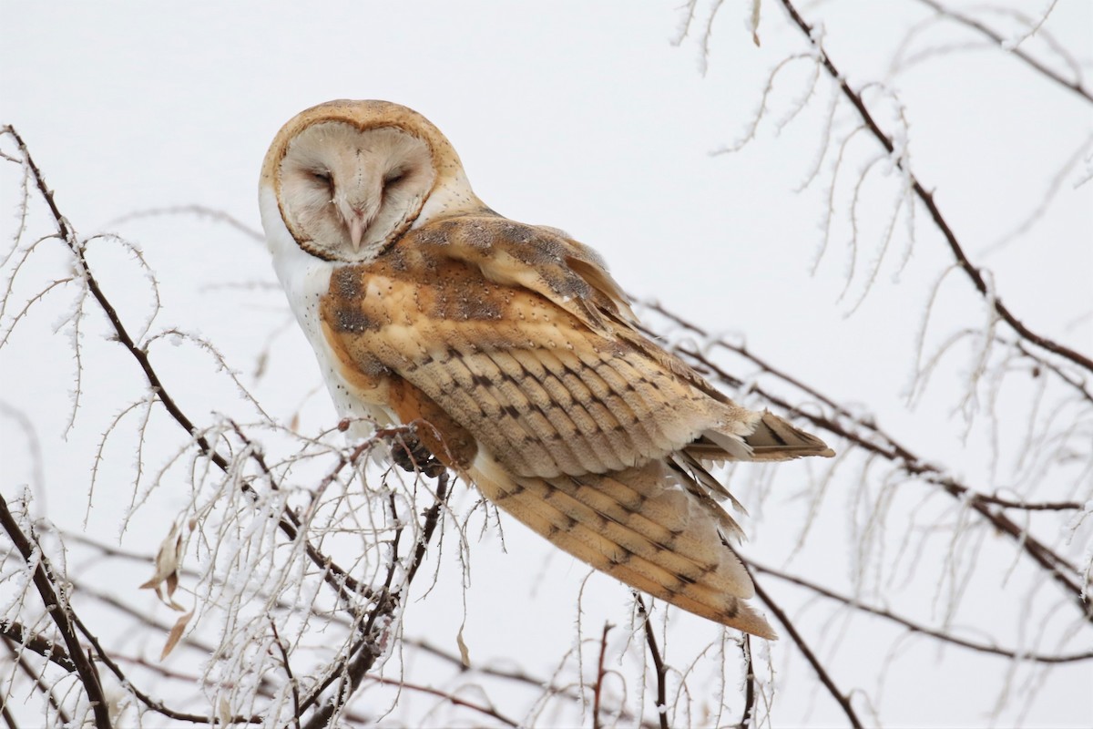 Barn Owl (American) - 🦉Max Malmquist🦉