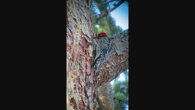 Red-breasted Sapsucker - ML398201631