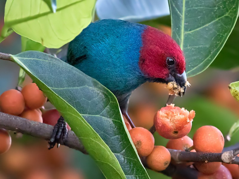 Red-headed Parrotfinch - Lars Petersson