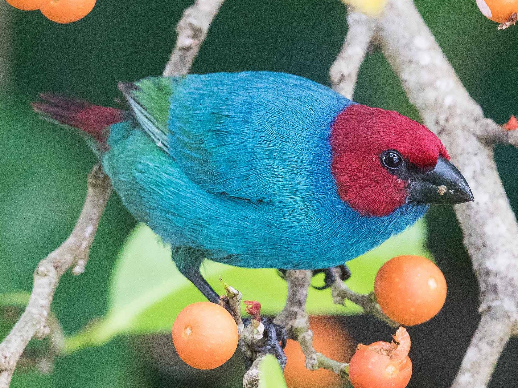 Red-headed Parrotfinch - Keith Barnes