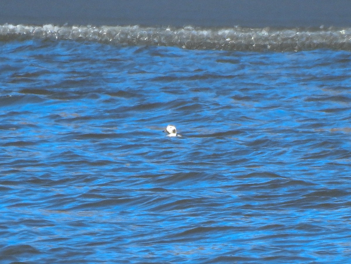 Long-tailed Duck - ML398224721