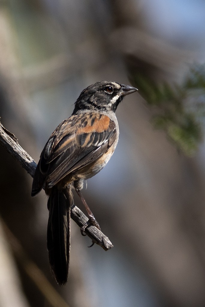 Bridled Sparrow - manuel grosselet