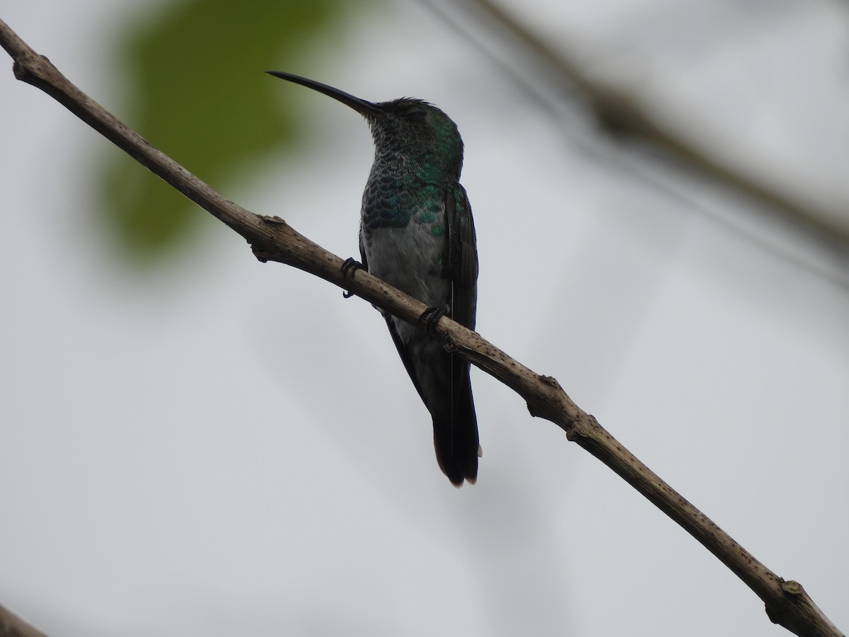 Shining-green Hummingbird - ML398227681