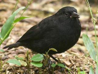 Fin-ch（フィンチ）CANARIA COCO77 Fin-ch CANARIA COCO77 フィンチ カナリア