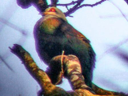 Mindoro Imperial-Pigeon - james mccarthy