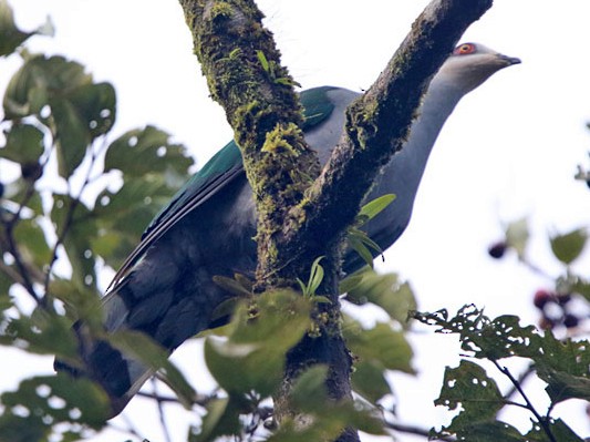 ミンドロオビオバト Ebird