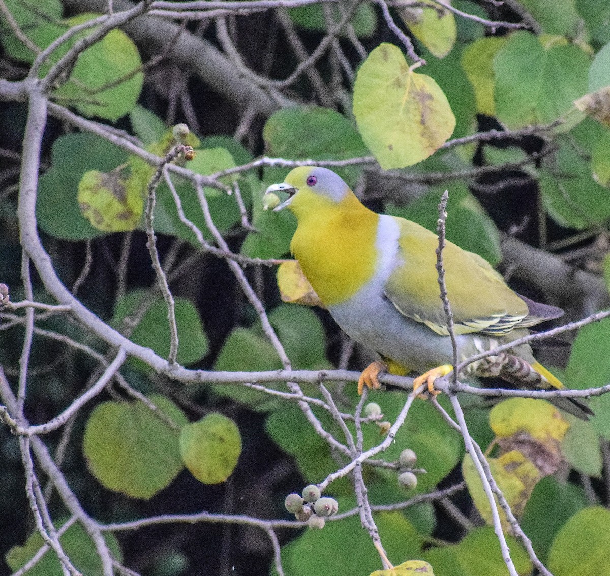 Yellow-footed Green-Pigeon - ML398234631