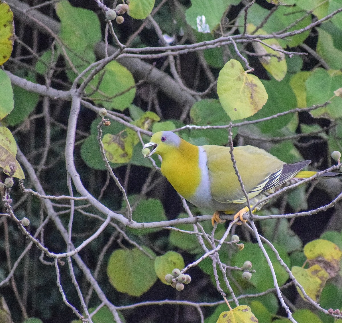 Yellow-footed Green-Pigeon - ML398234741