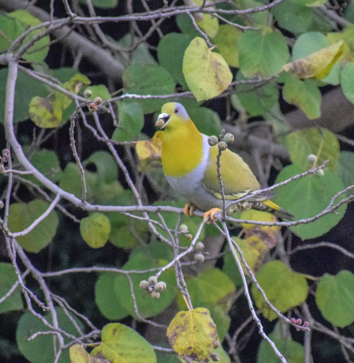 Yellow-footed Green-Pigeon - ML398234751