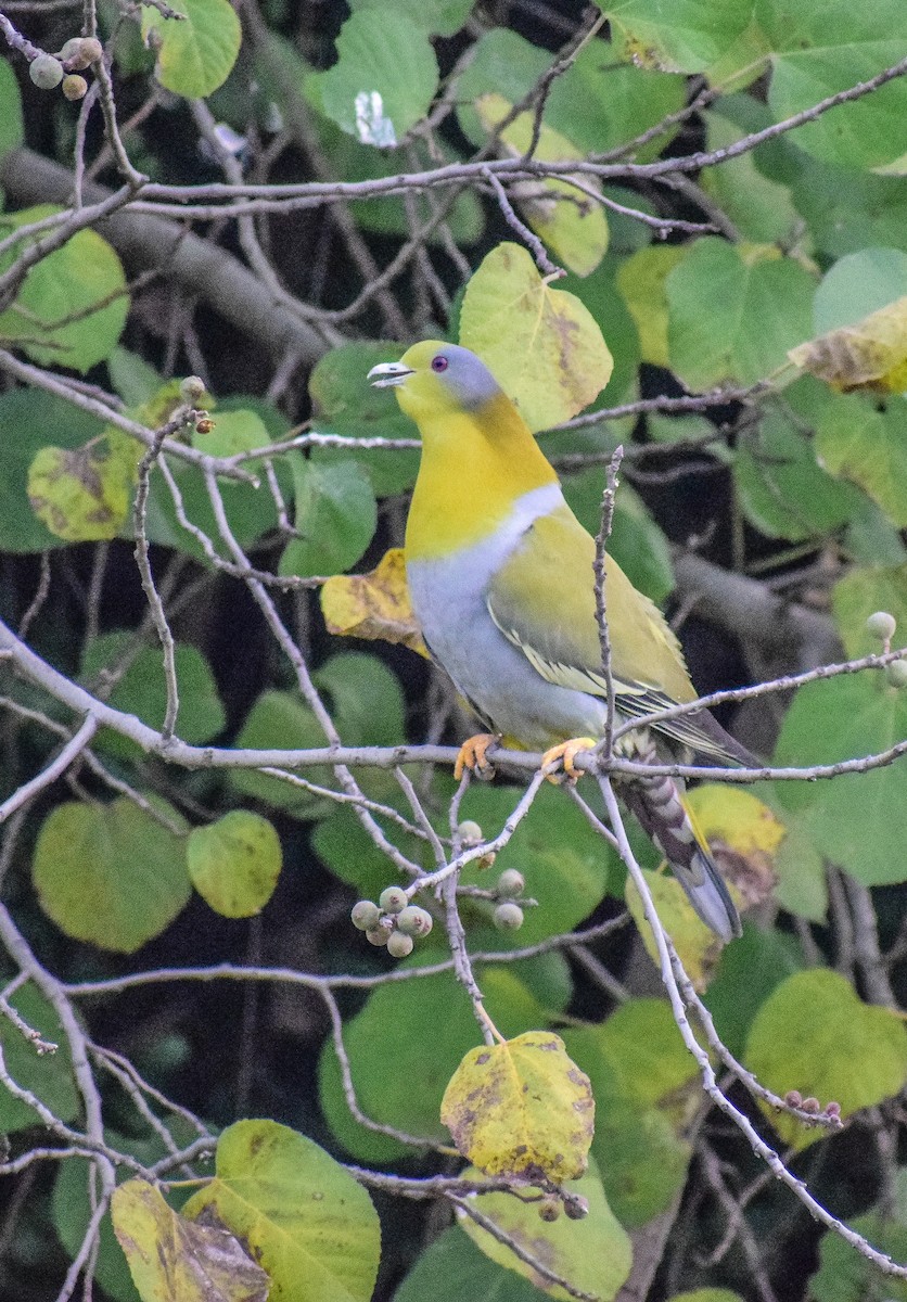 Yellow-footed Green-Pigeon - ML398234781