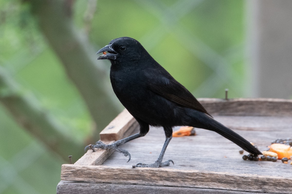 Bolivian Blackbird - ML398237201