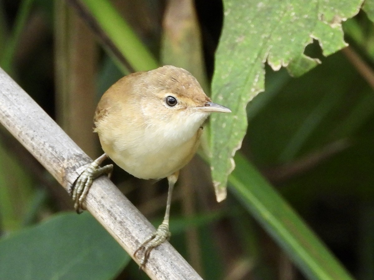 Common Reed Warbler (African) - ML398237411