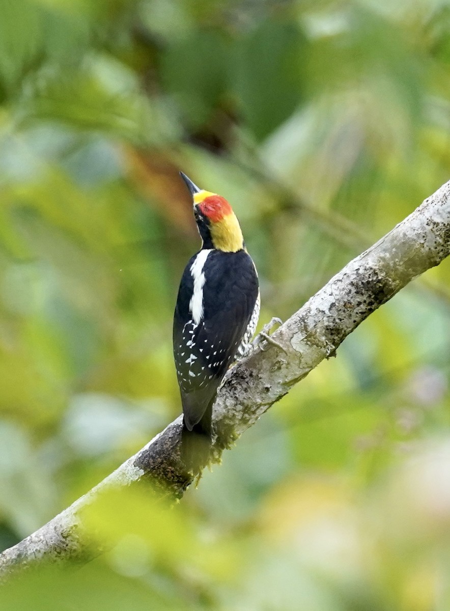 Golden-naped Woodpecker - Daniel Winzeler