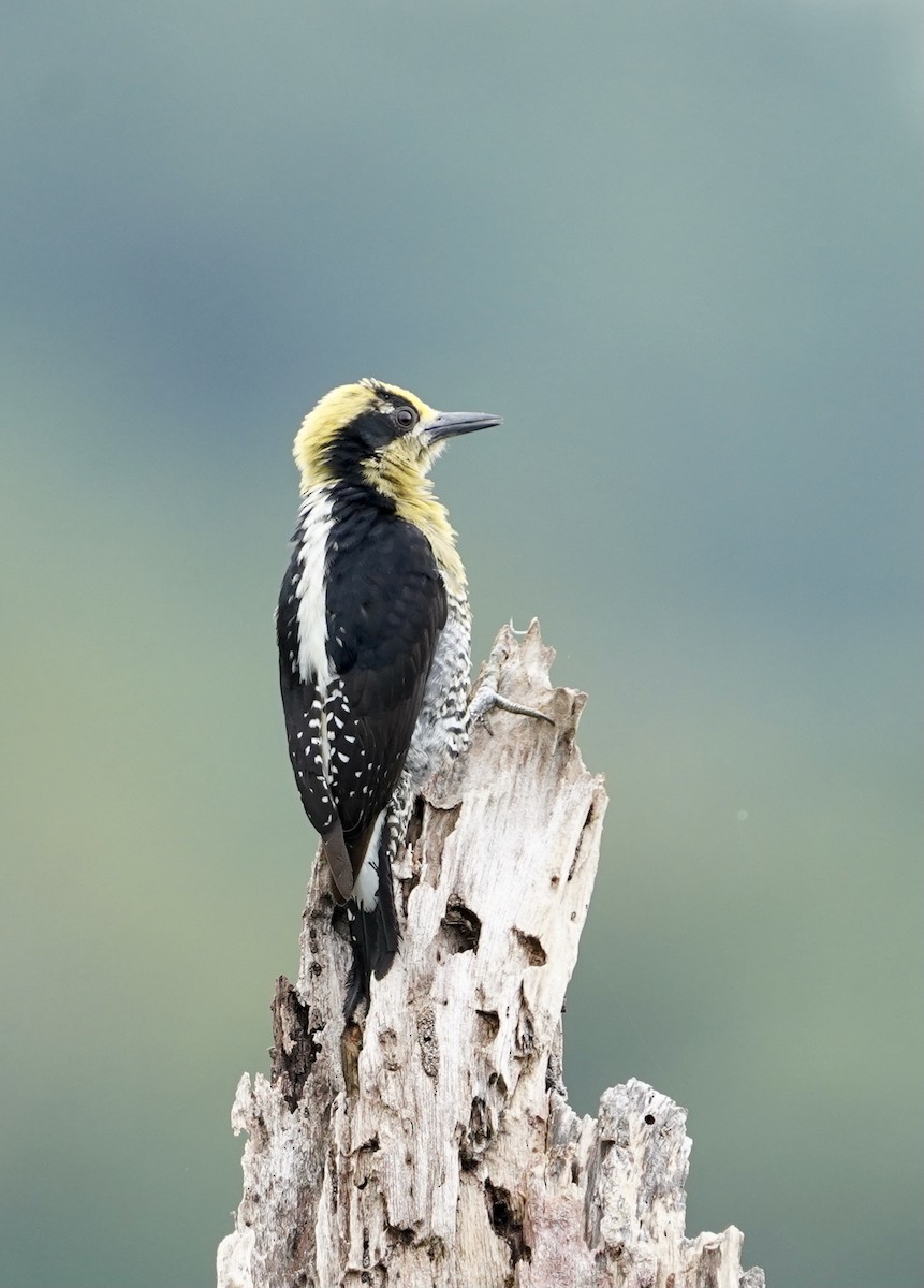 Golden-naped Woodpecker - ML398238041