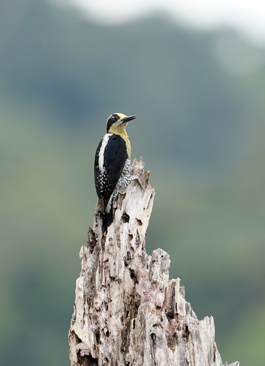 Golden-naped Woodpecker - ML398238061