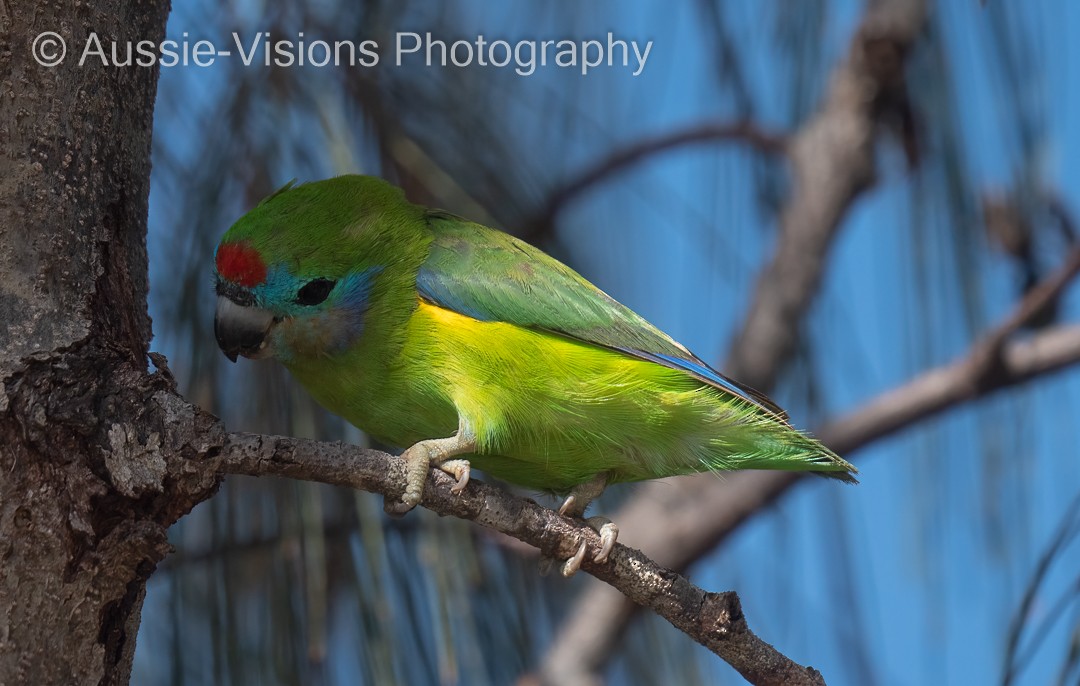 Double-eyed Fig-Parrot - ML398238961