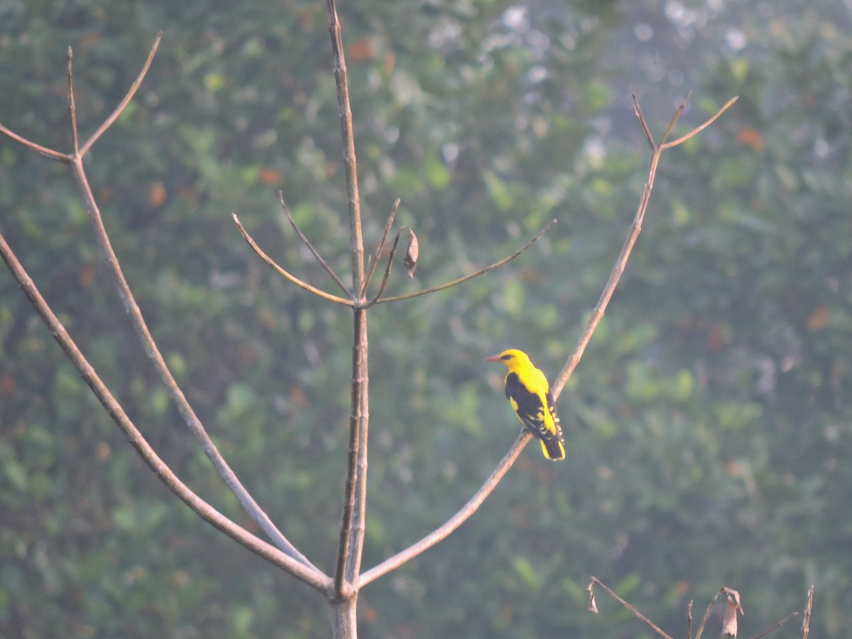 Indian Golden Oriole - ML398239021