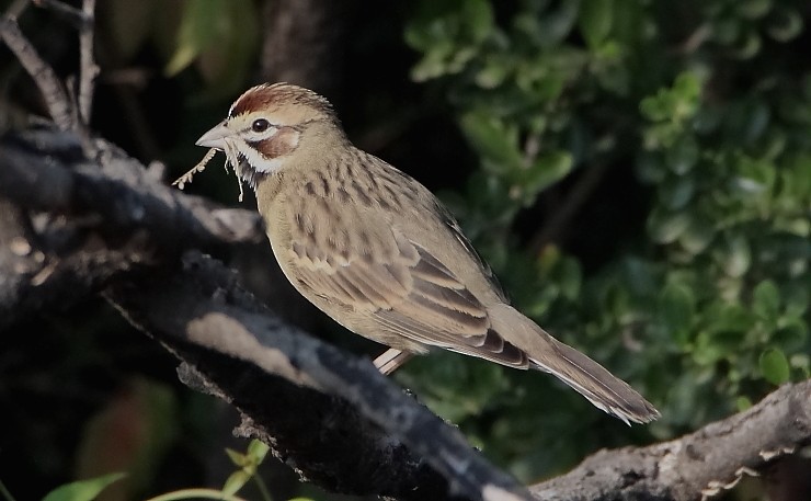 Lark Sparrow - Paul Lewis