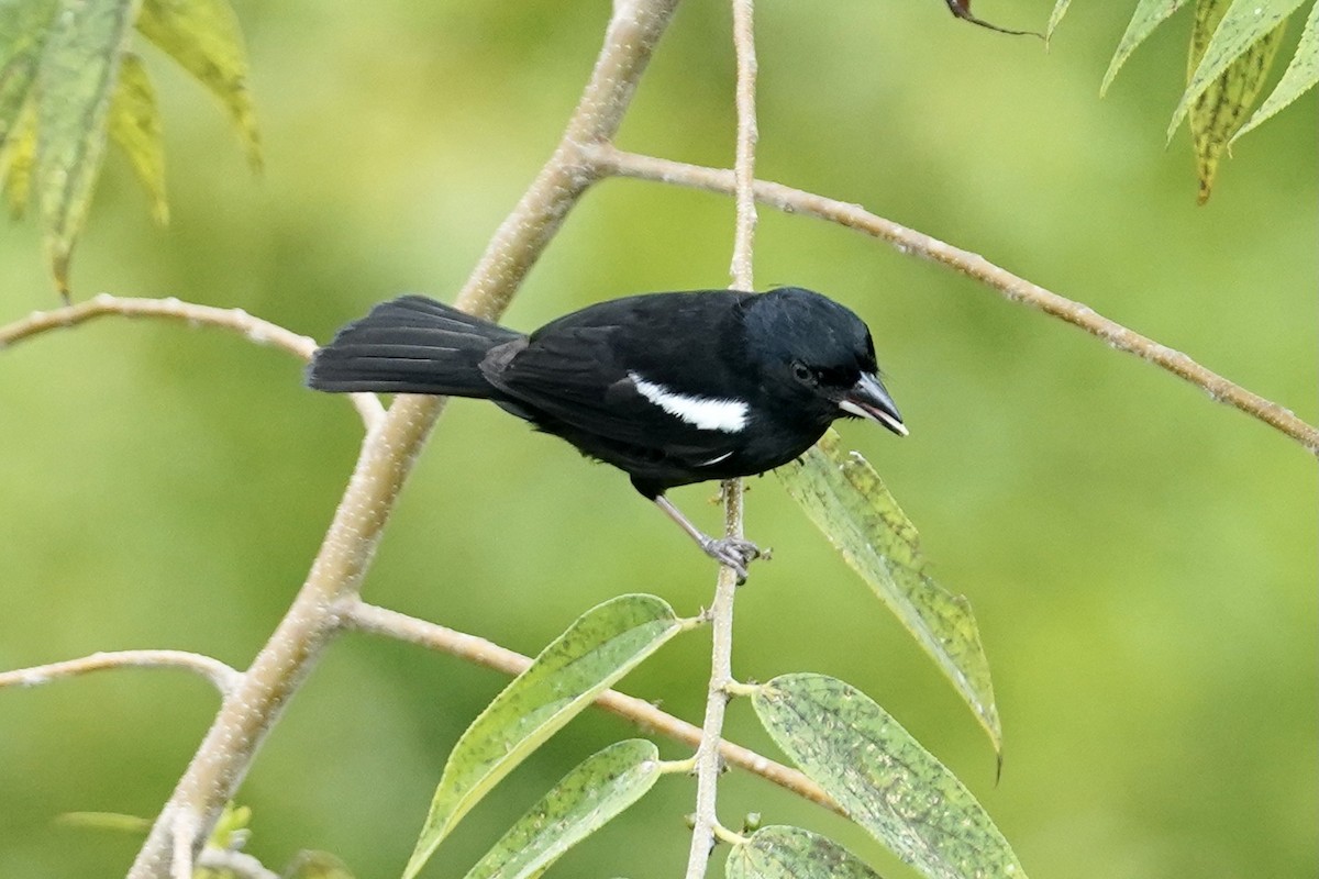 White-shouldered Tanager - ML398239411