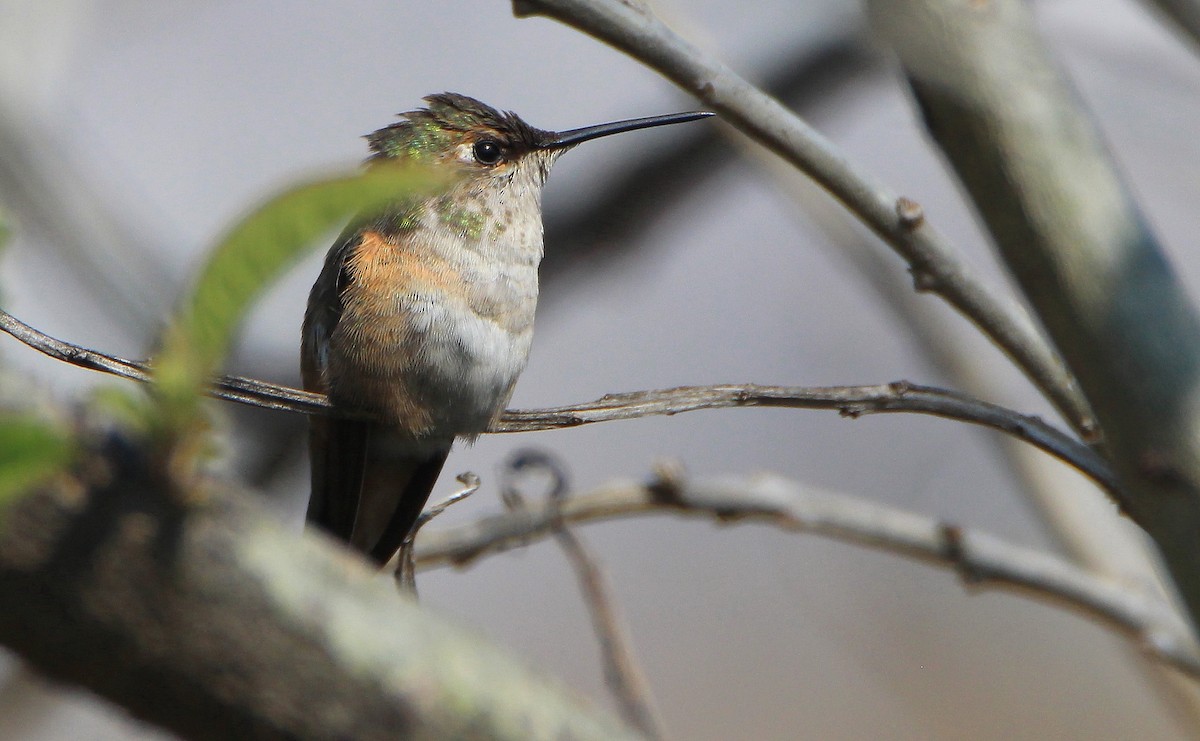 Broad-tailed Hummingbird - Paul Lewis