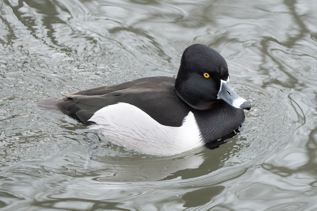Ring-necked Duck - David Olsen