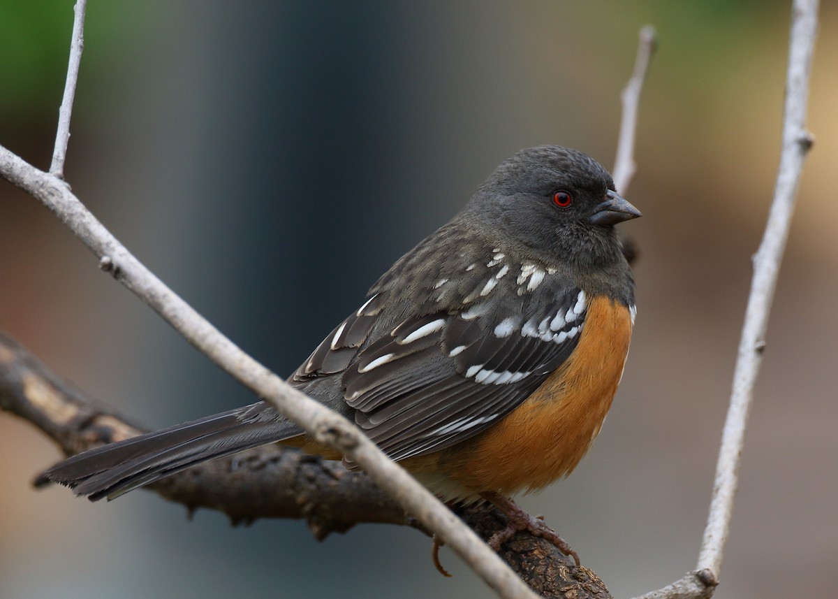 Spotted Towhee - ML398241881