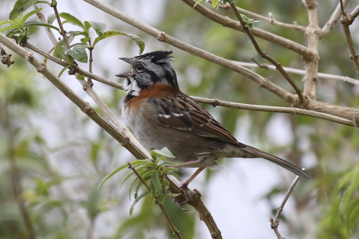Rufous-collared Sparrow - ML39824651