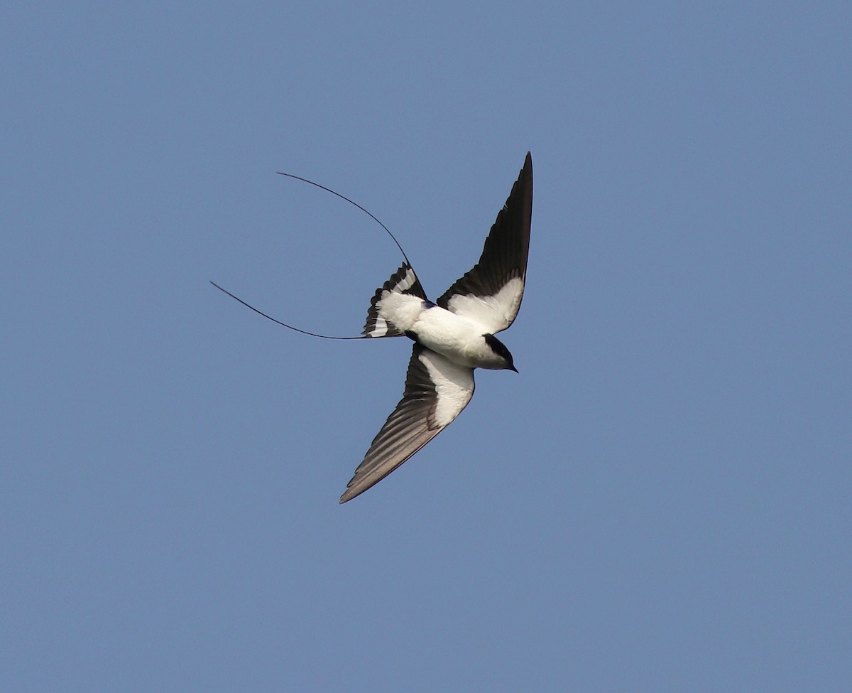 Wire-tailed Swallow - ML398247151