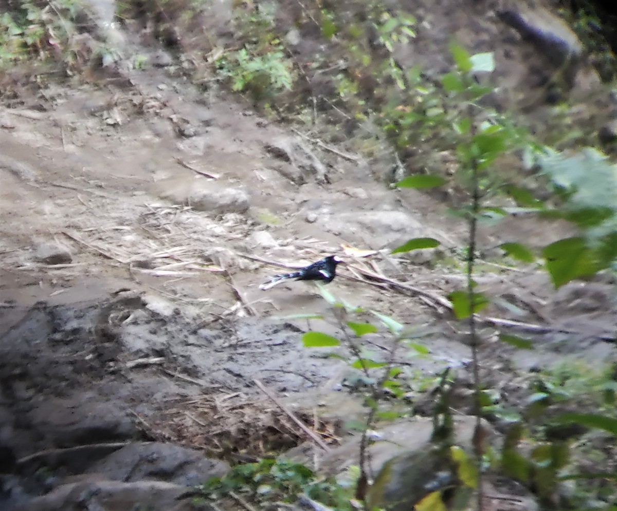 Spotted Forktail - ML398249121