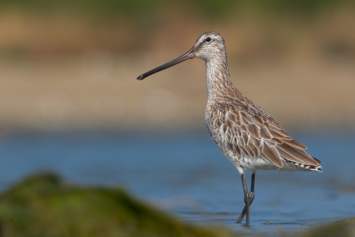 Asian Dowitcher - ML398253681