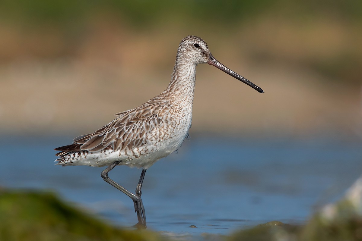 Asian Dowitcher - ML398253691