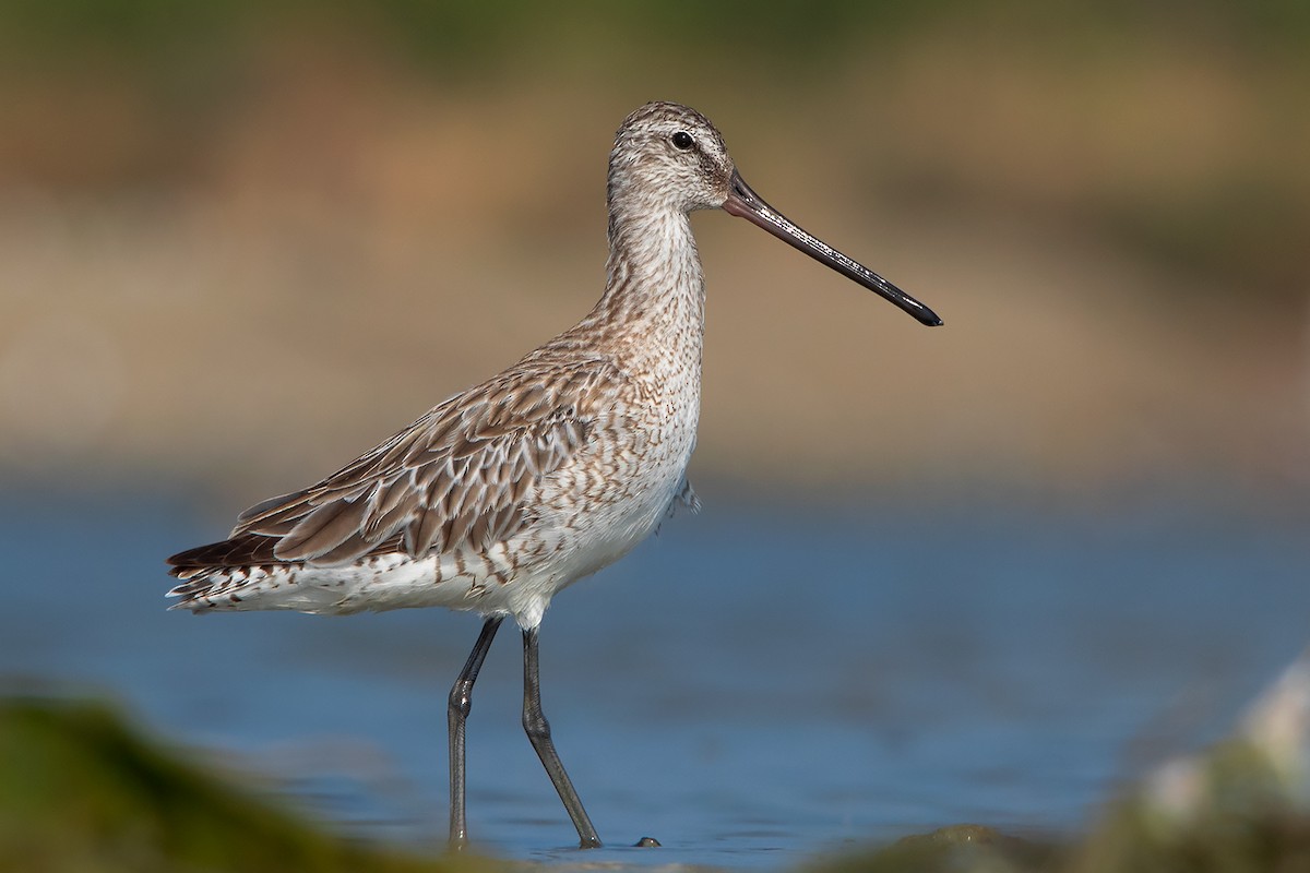 Asian Dowitcher - ML398253701