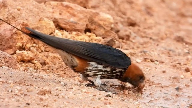 Lesser Striped Swallow - ML398255971
