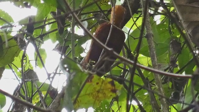Chestnut-colored Woodpecker - ML398256901
