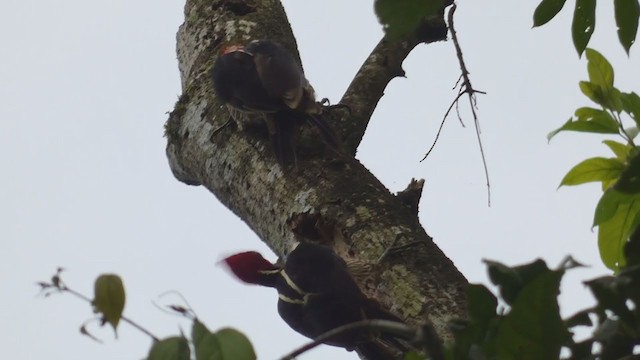 Pale-billed Woodpecker - ML398256911