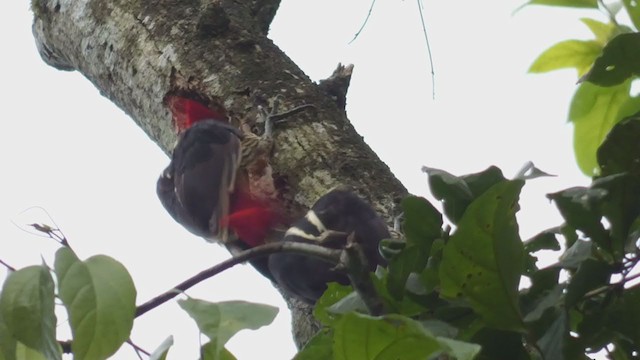 Pale-billed Woodpecker - ML398256921