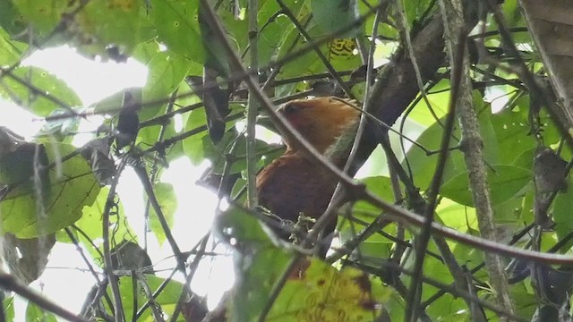 Chestnut-colored Woodpecker - ML398256931