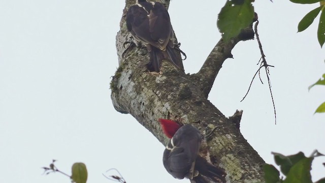 Pale-billed Woodpecker - ML398256961