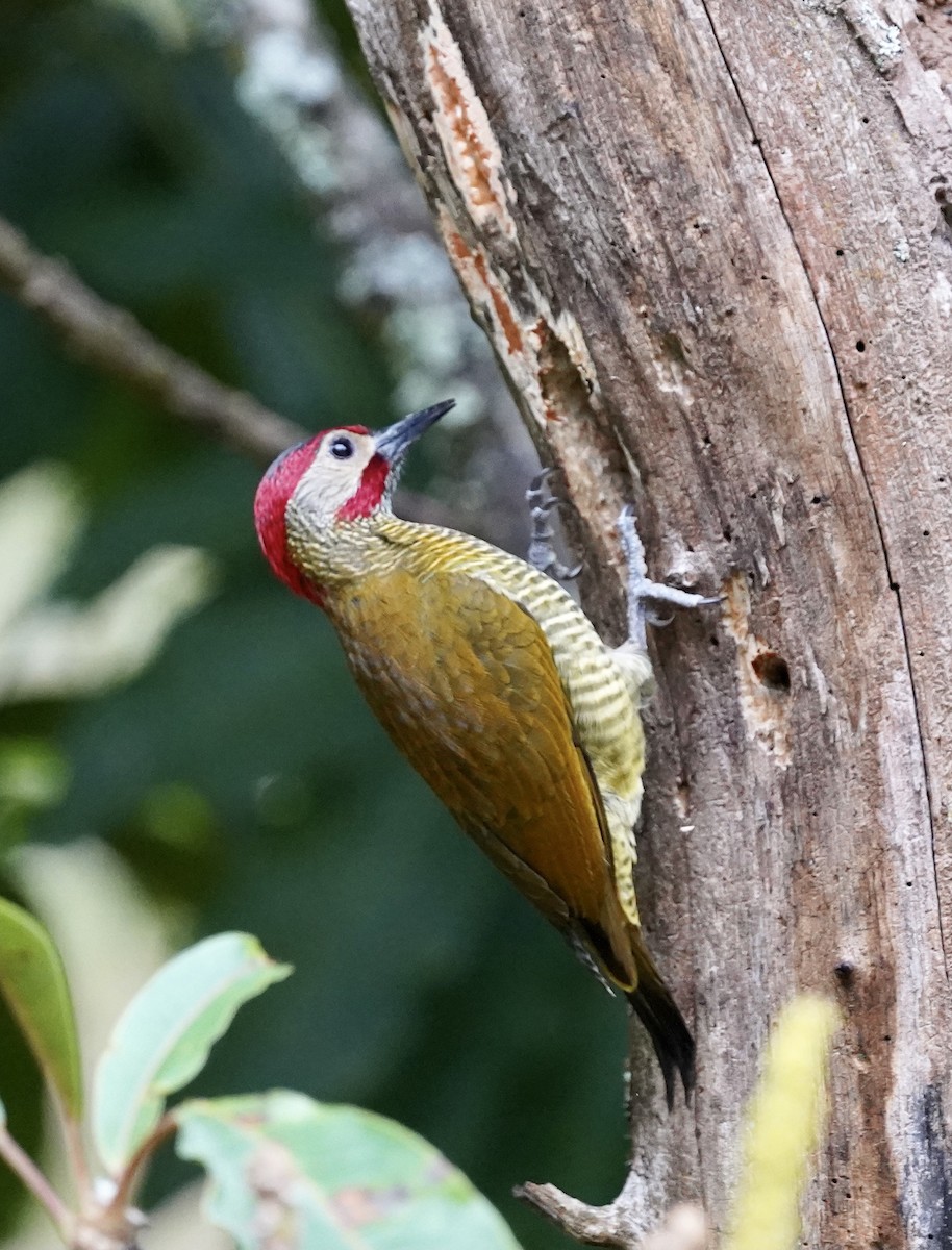 Golden-olive Woodpecker - Daniel Winzeler
