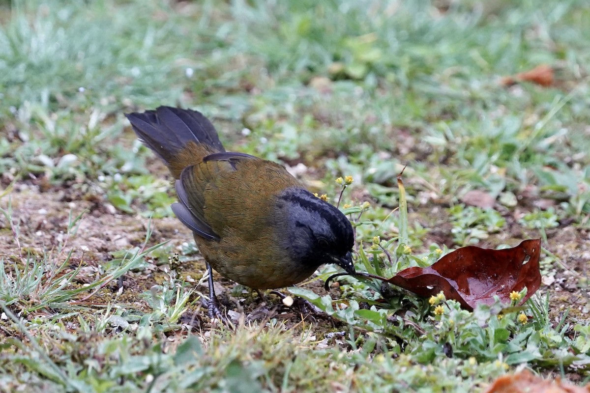 Large-footed Finch - ML398275701