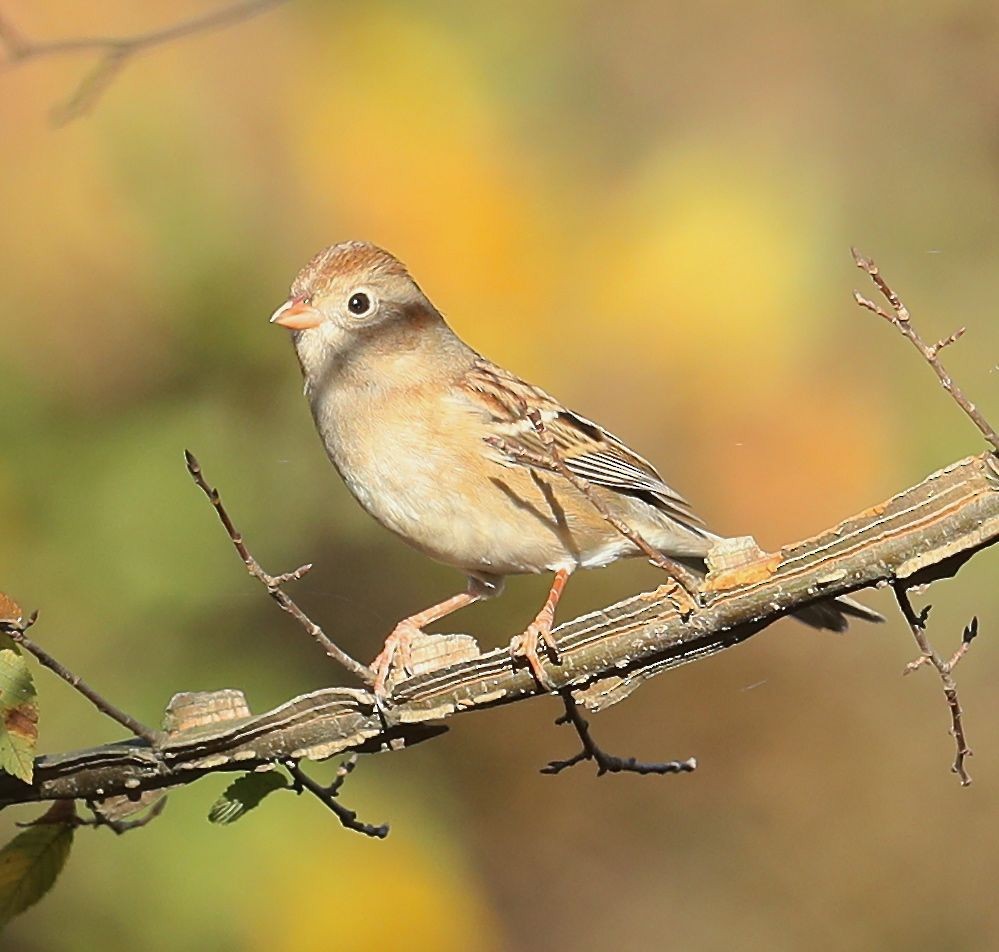 Field Sparrow - Charles Lyon