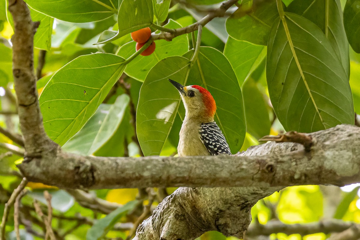 Red-crowned Woodpecker - Edward Boyd
