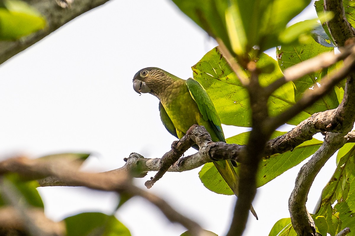 Brown-throated Parakeet (Brown-throated) - Edward Boyd