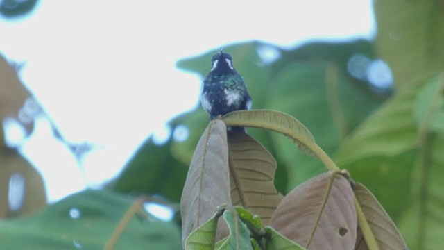 kolibřík trnoocasý - ML398278121