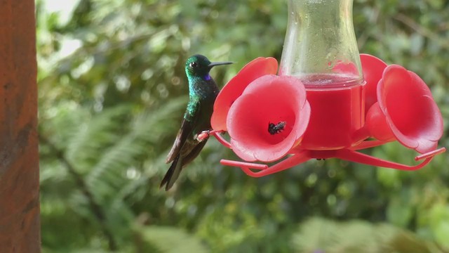 kolibřík subtropický - ML398278161