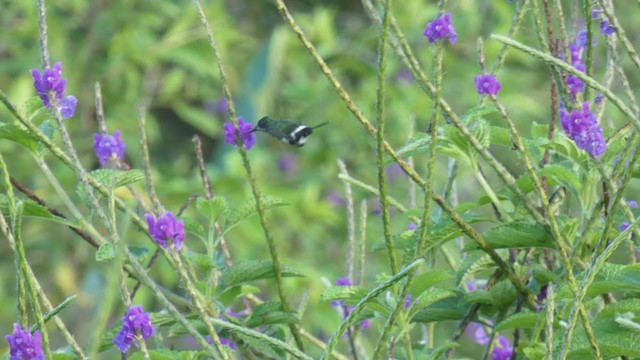 kolibřík trnoocasý - ML398278251