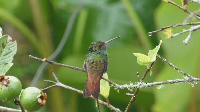 Rufous-tailed Hummingbird - ML398278471