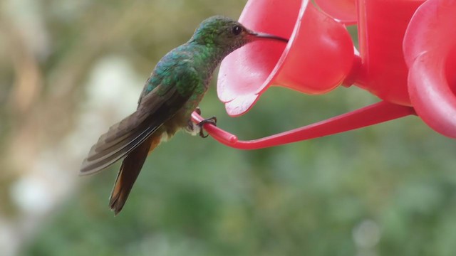 Rufous-tailed Hummingbird - ML398278511