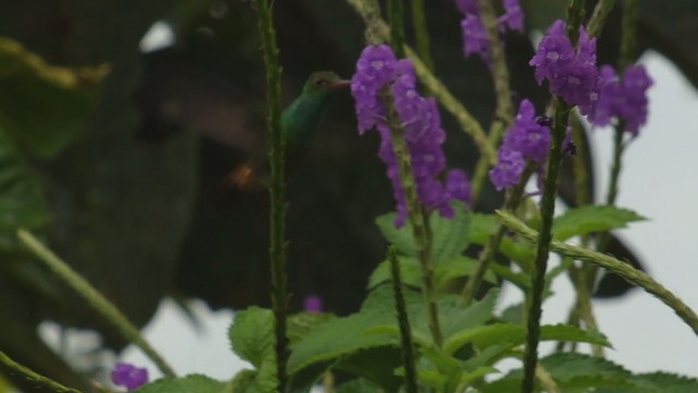 Rufous-tailed Hummingbird - ML398278601