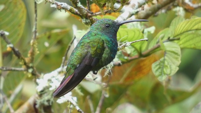 Rufous-tailed Hummingbird - ML398278621